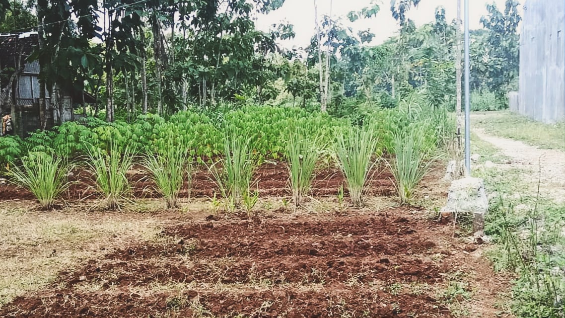 Pekarangan rumah Kang Topari di Gunung Kidul ditanami singkong dan sereh.