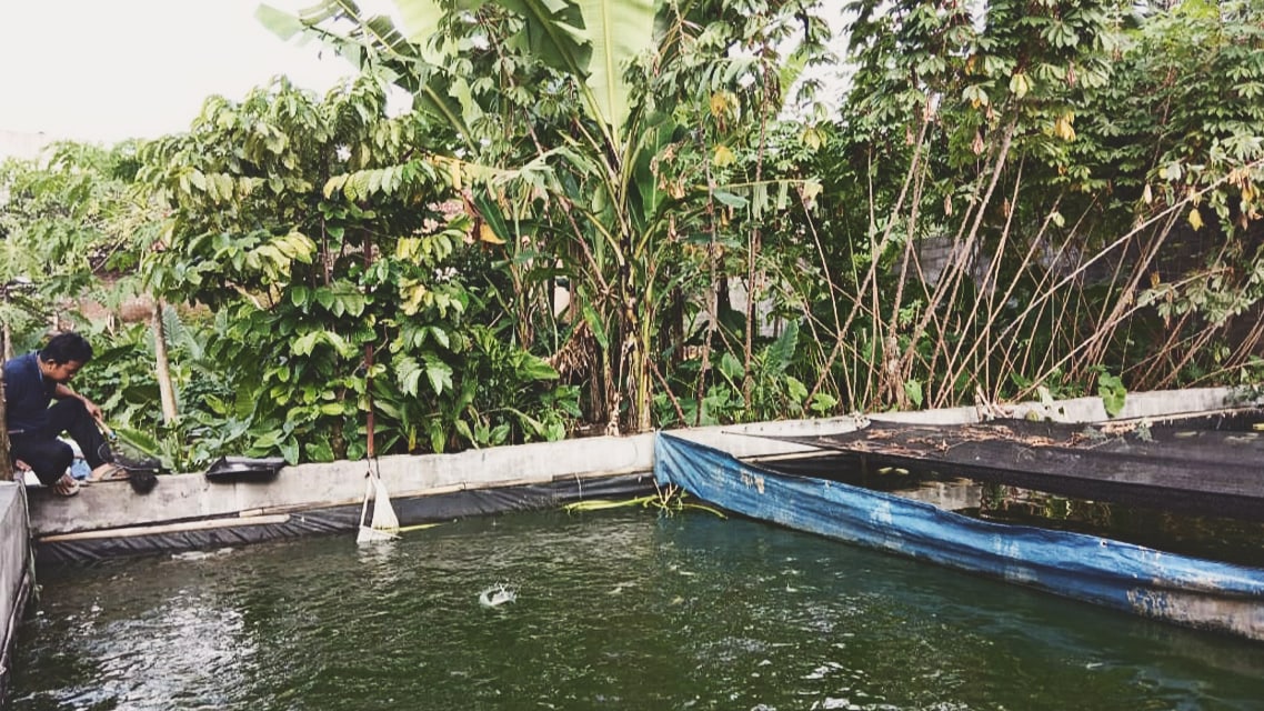 Kolam Ikan yang dikelola teman-teman Daulat Malaya.