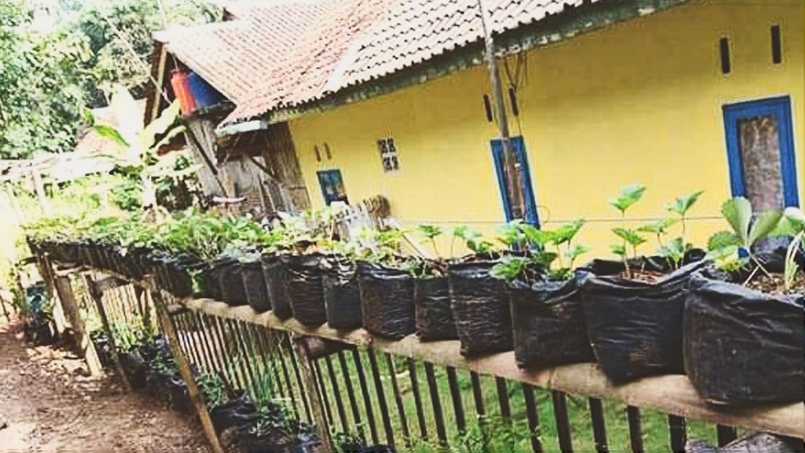 Tanaman teman-teman Lingkar Daulat Malaya Tasikmalaya.